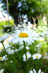 Chamomile