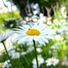 Chamomile