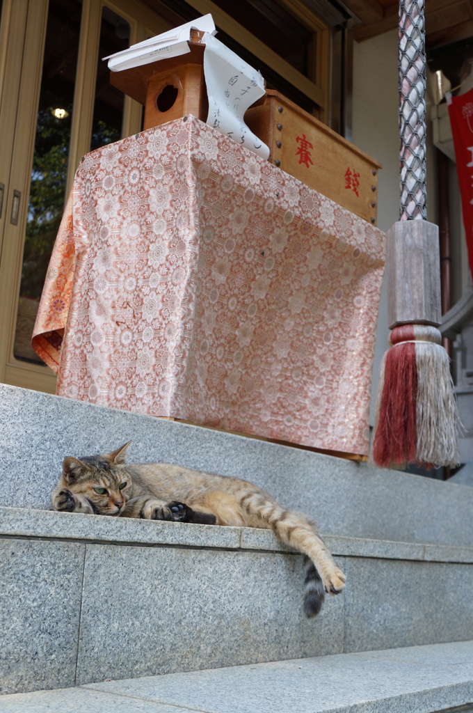 ぐうたら猫