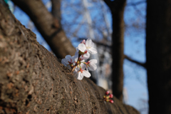 幹から、芽生える