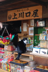 上川口屋の看板猫