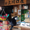 上川口屋の看板猫