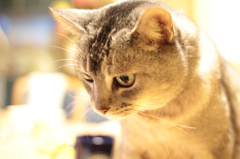 Nyan