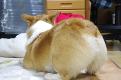 いぬ