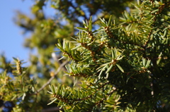IMGP0616