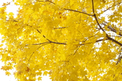 IMGP0277