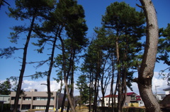 新潟大