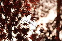 朝日の中の紅葉