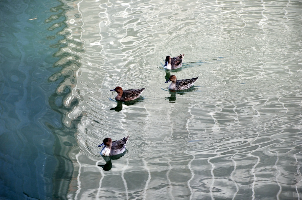 鳥と水５