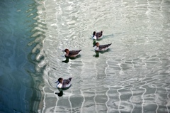 鳥と水５