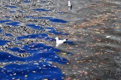 鳥と水３
