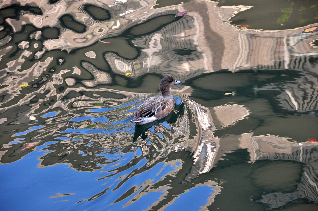 鳥と水１