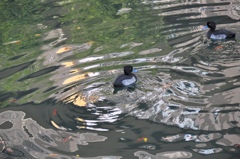 鳥と水４