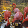 フラミンゴ