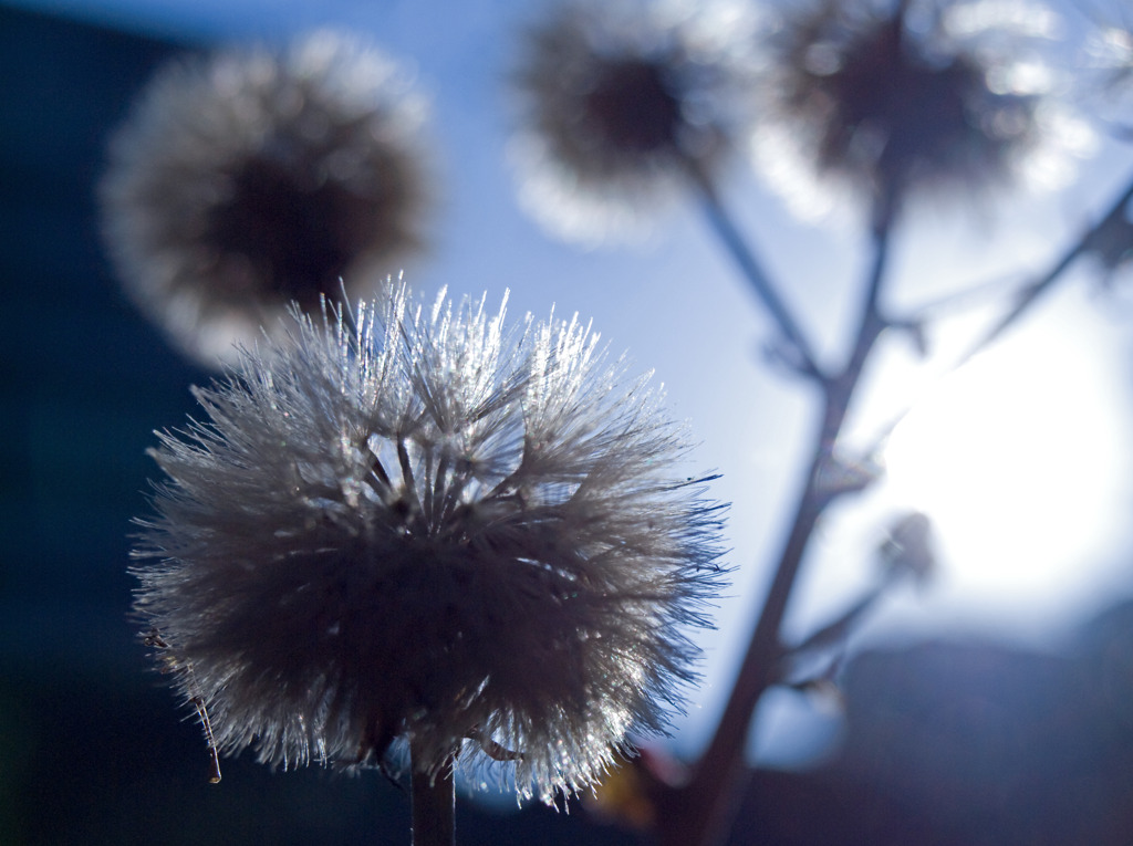 綿毛の輝き