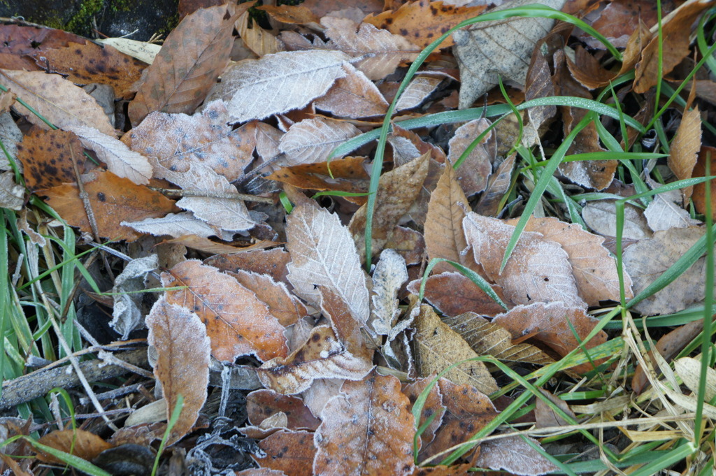 DSC00513