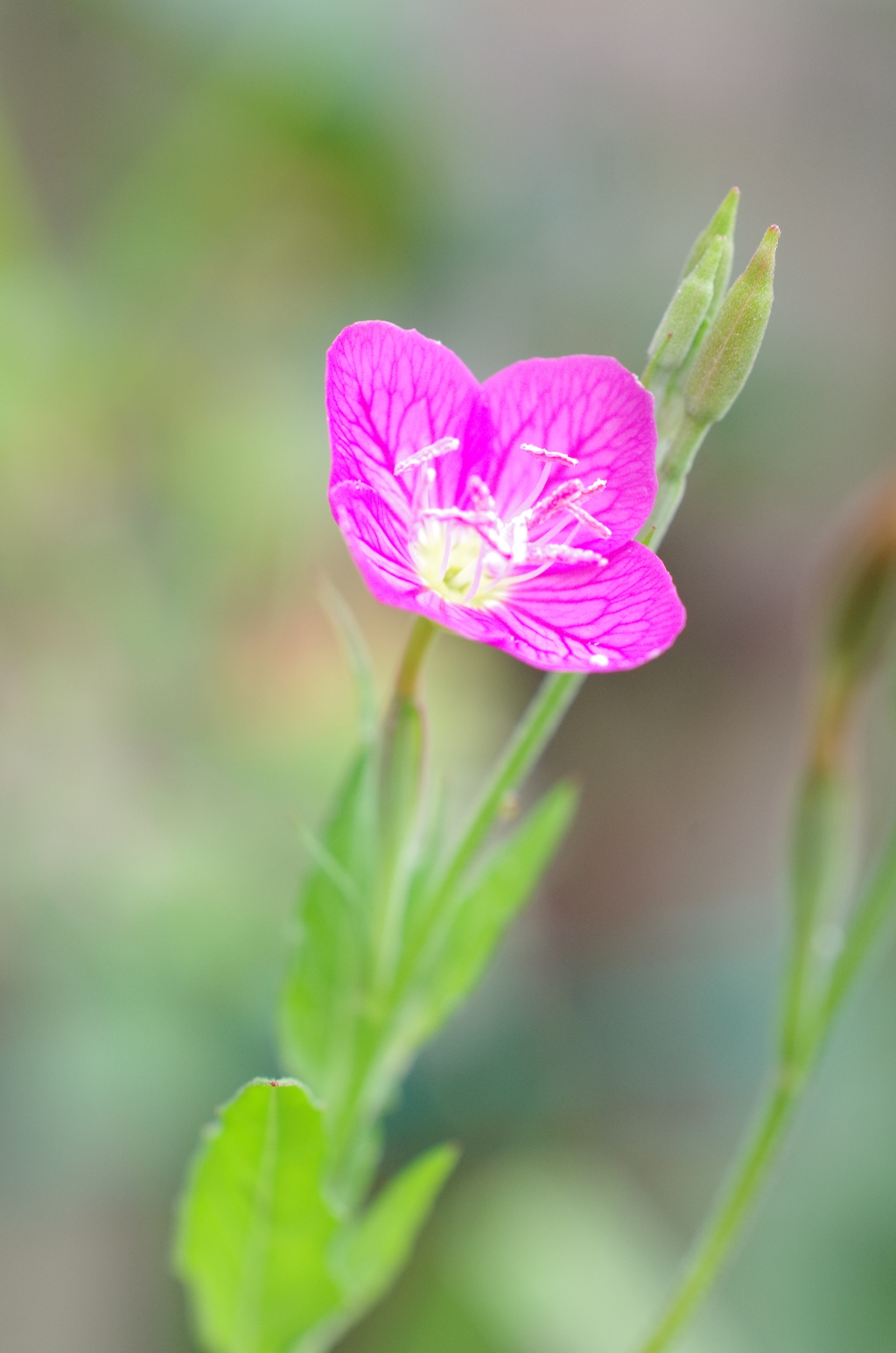 泉の森　野の花
