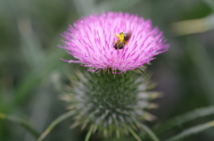 里の花