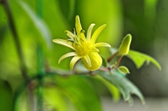 ベランダの花