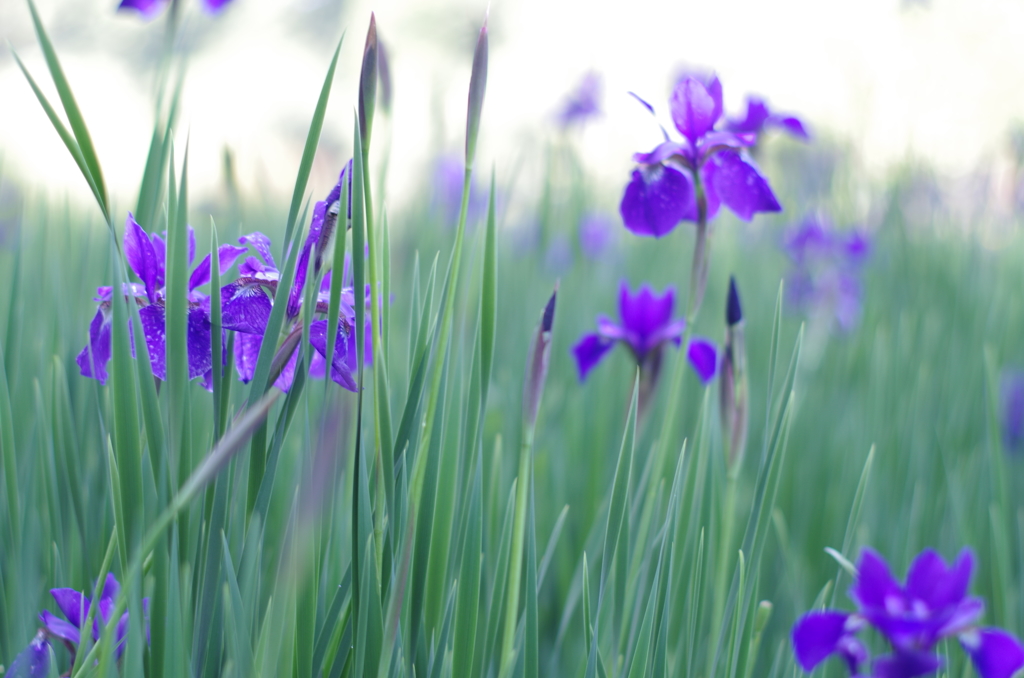 しらかしの池Ⅱ