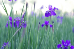 しらかしの池Ⅱ