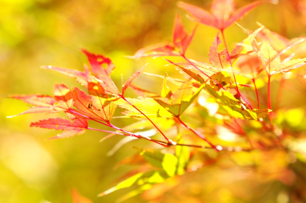 泉の森