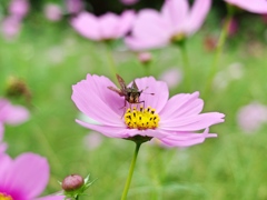 泉の森