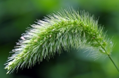 泉の森 エノコログサ