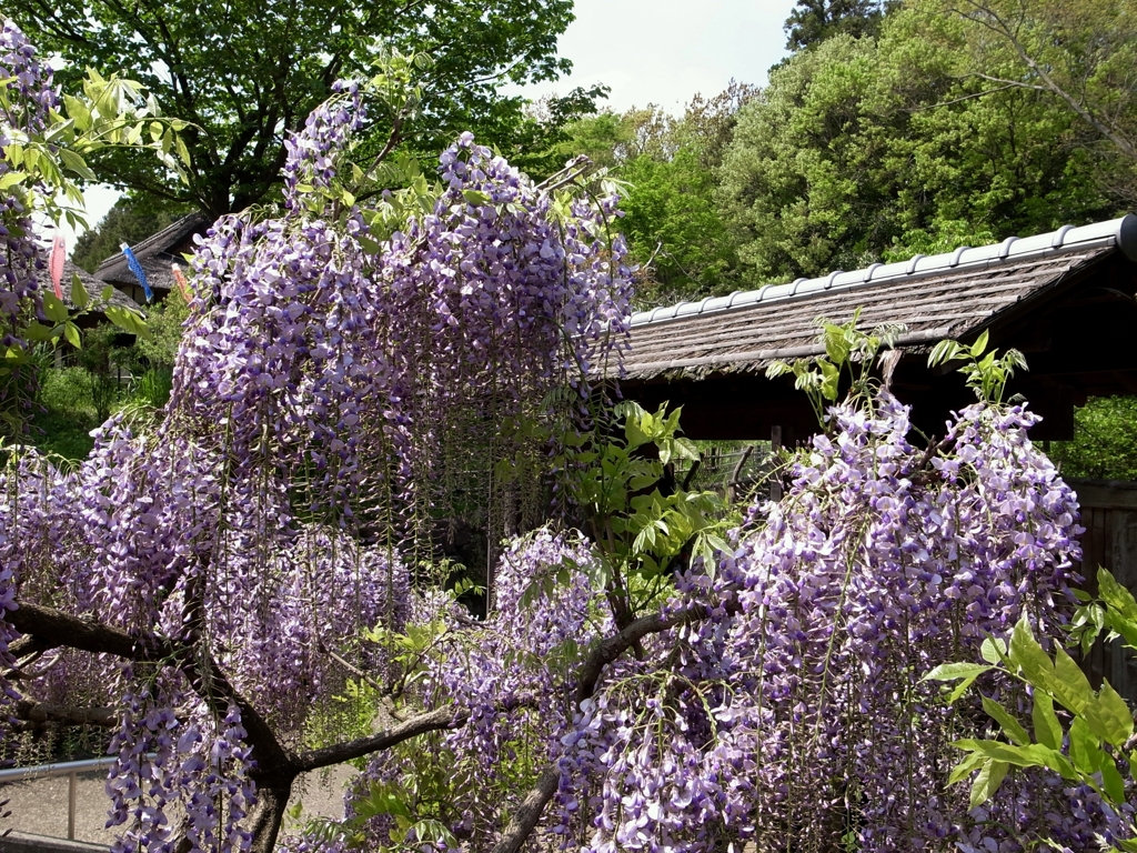 郷土民家園　藤の花