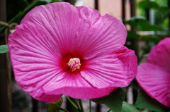 アメリカフヨウ