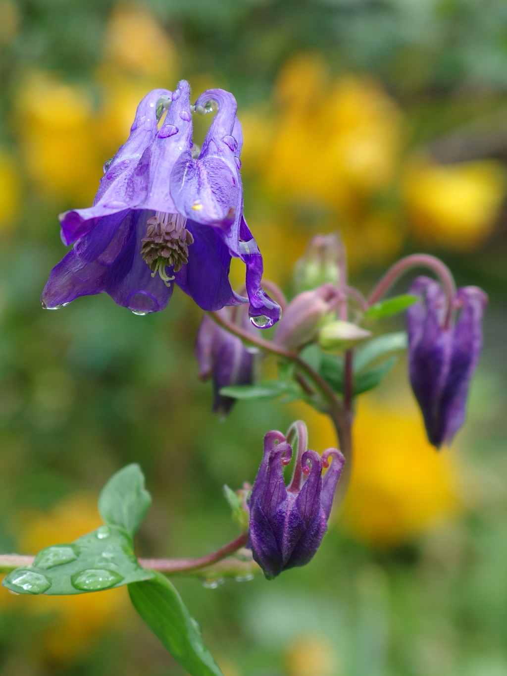 霧雨のオダマキ