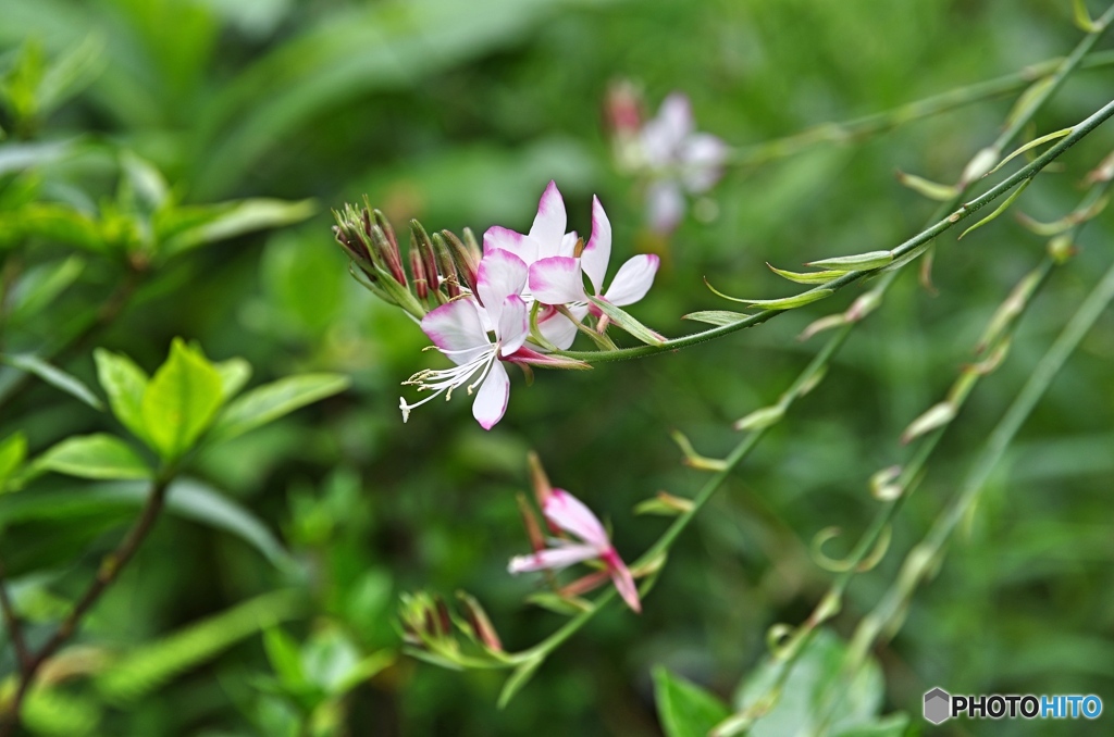 庭の花