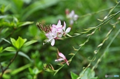 庭の花