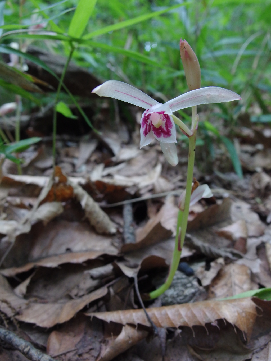 泉の森マヤラン