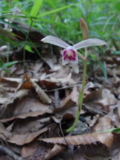 泉の森マヤラン
