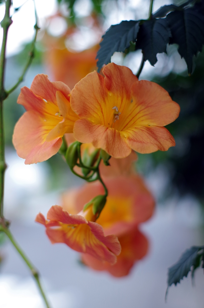 ノウゼンカズラ