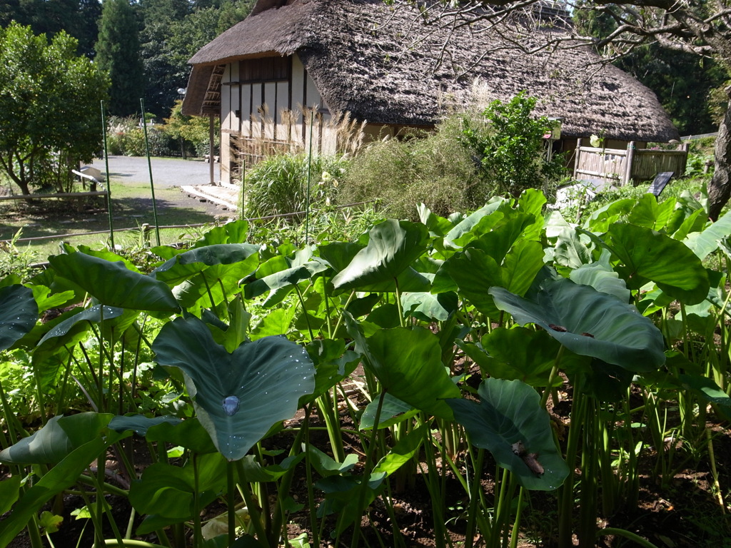 郷土民家園　里芋畑