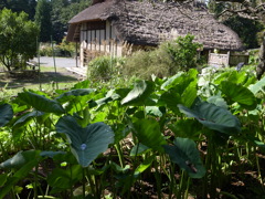 郷土民家園　里芋畑