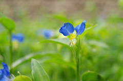 路肩の花