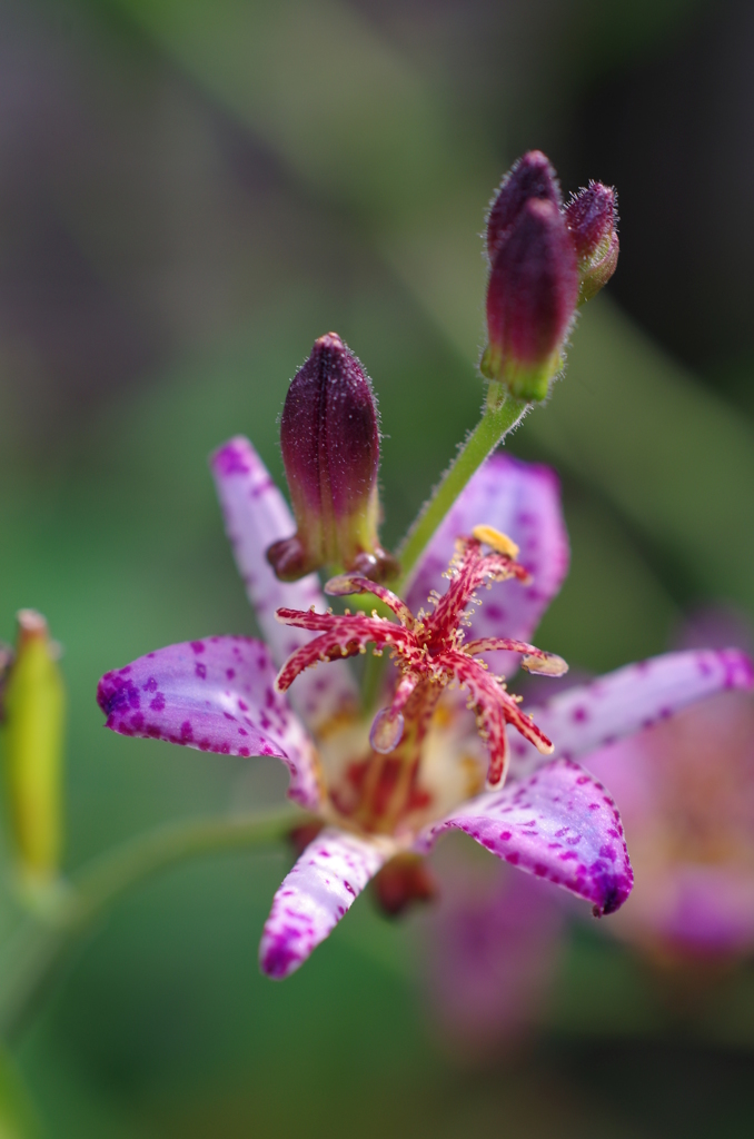 庭の花
