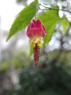 チロリアンランプ