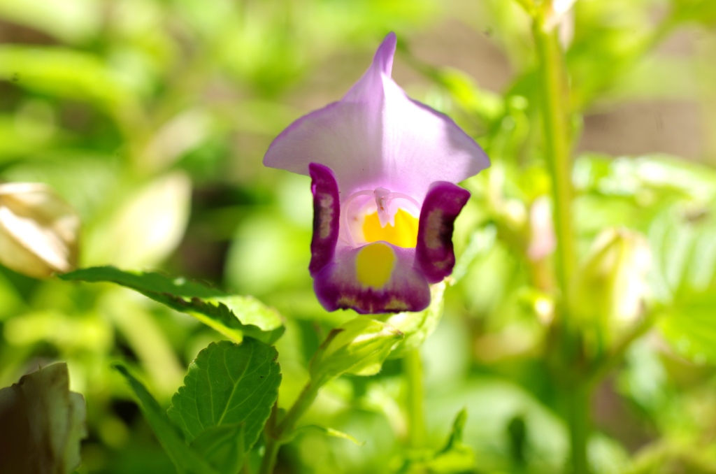 庭の花