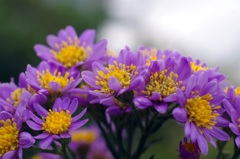 庭の花