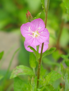 里山の花