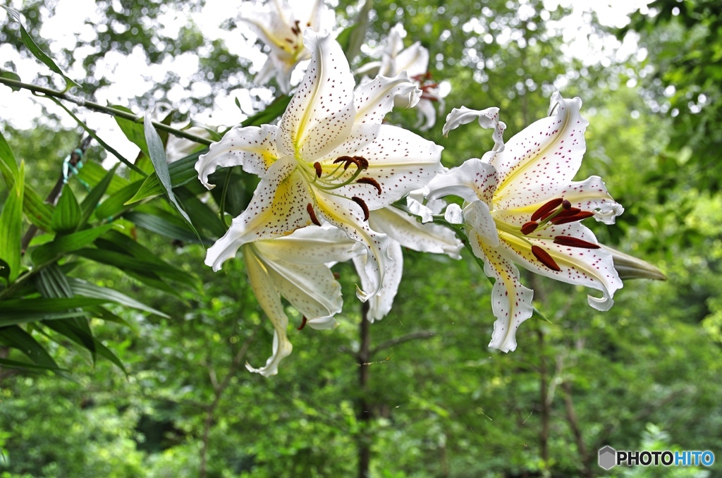 泉の森