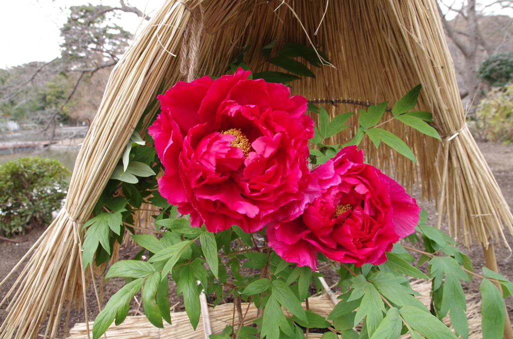 鎌倉神苑ぼたん庭園