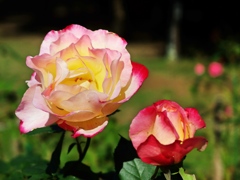 泉の森