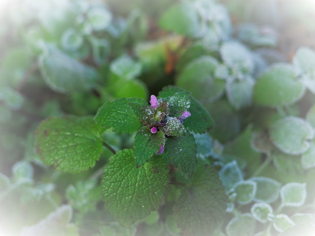 草花ホトケノザ