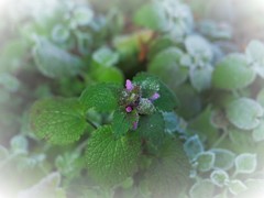 草花ホトケノザ