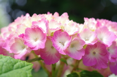 紫陽花